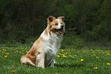 BORDER COLLIE 942